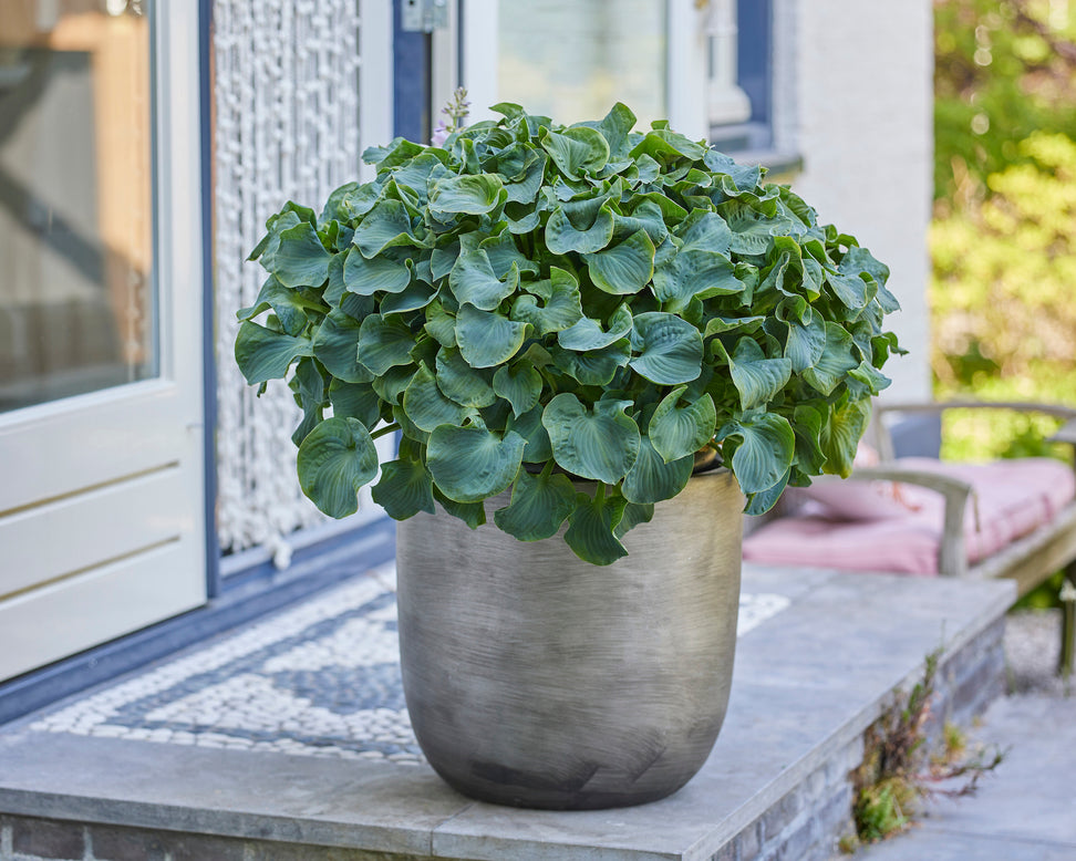 Hosta 'Ruffled Mouse Ears'