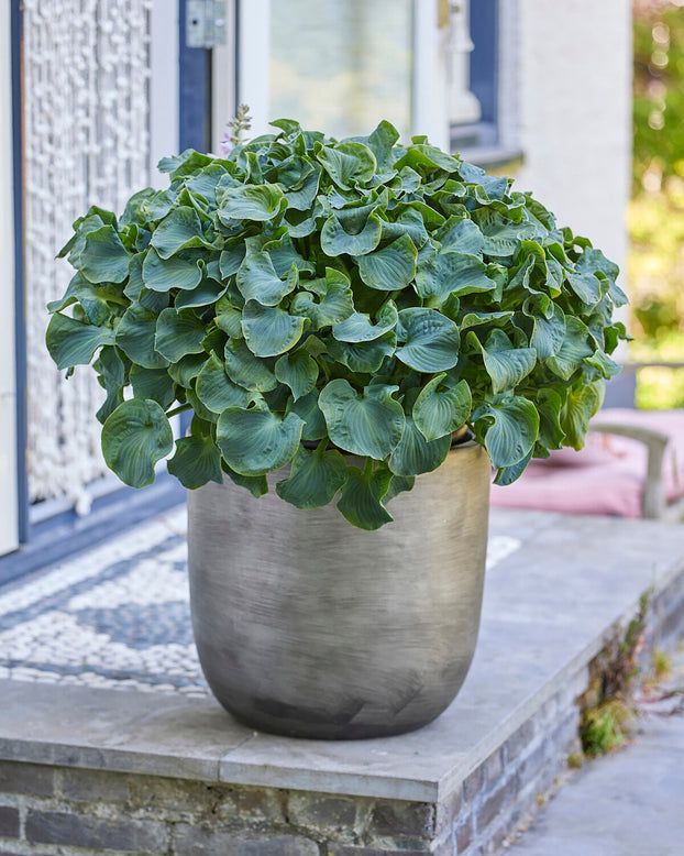 Hosta 'Ruffled Mouse Ears'