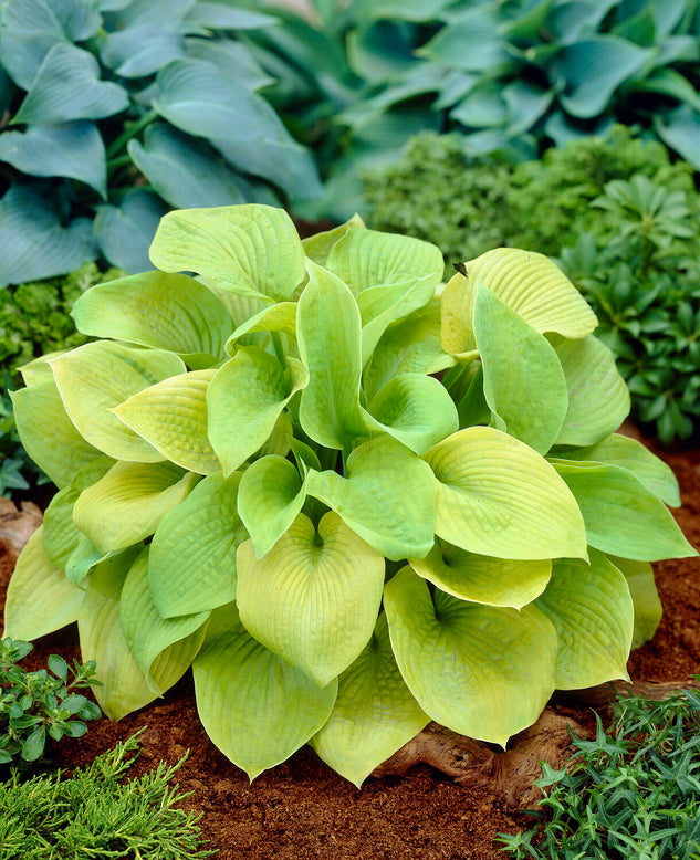 Hosta 'Sum and Substance'