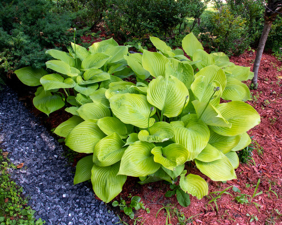 Hosta 'Sum and Substance'