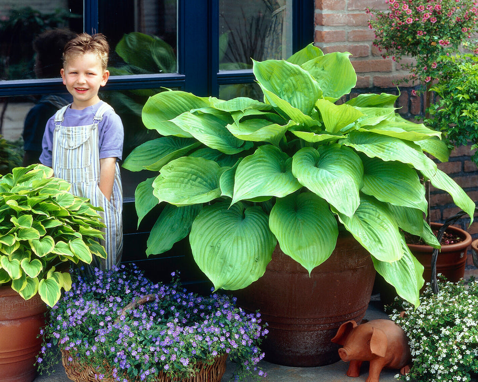 Hosta 'Sum and Substance'