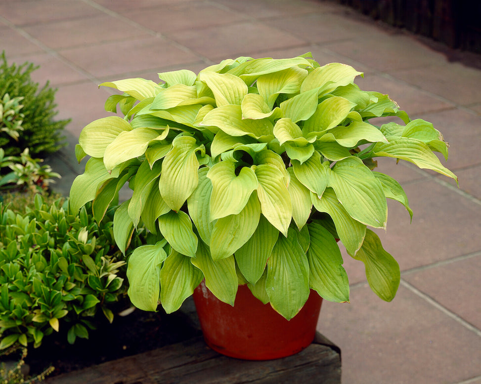 Hosta 'Sum and Substance'