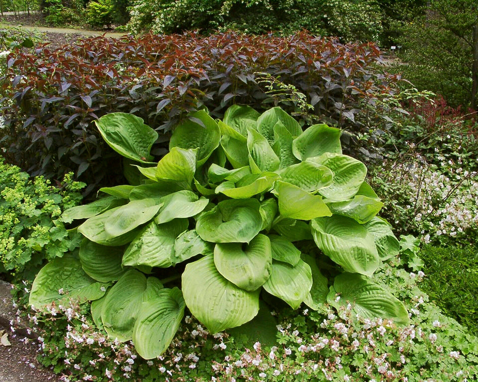 Hosta 'Sum and Substance'