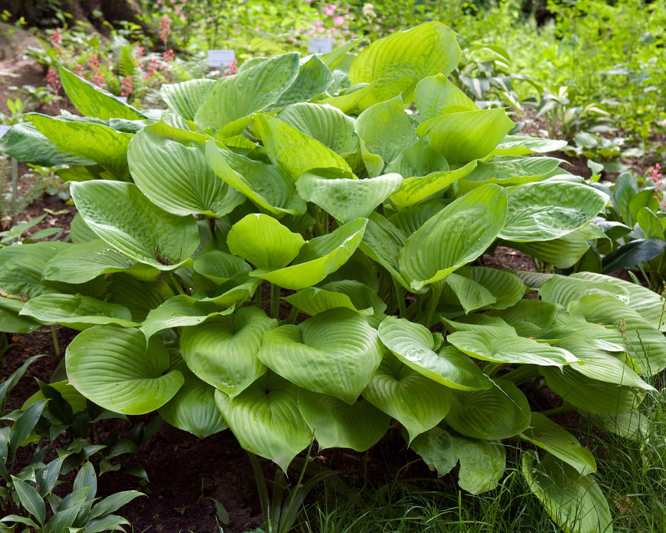 Hosta 'Sum and Substance'