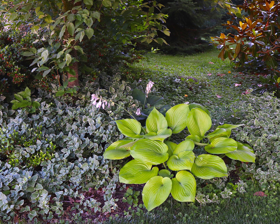 Hosta 'Sum and Substance'