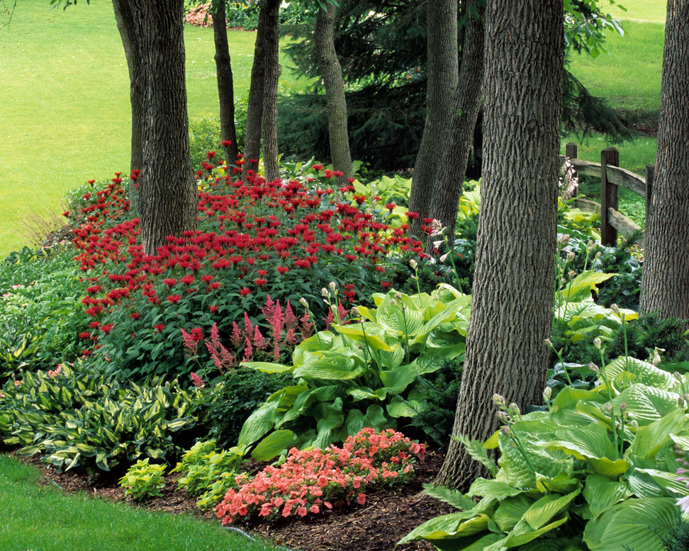 Hosta 'Sum and Substance'