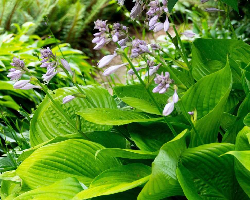 Hosta 'Sum and Substance'