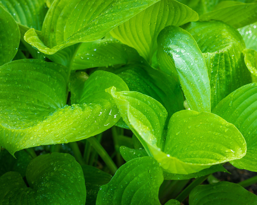 Hosta 'Sum and Substance'