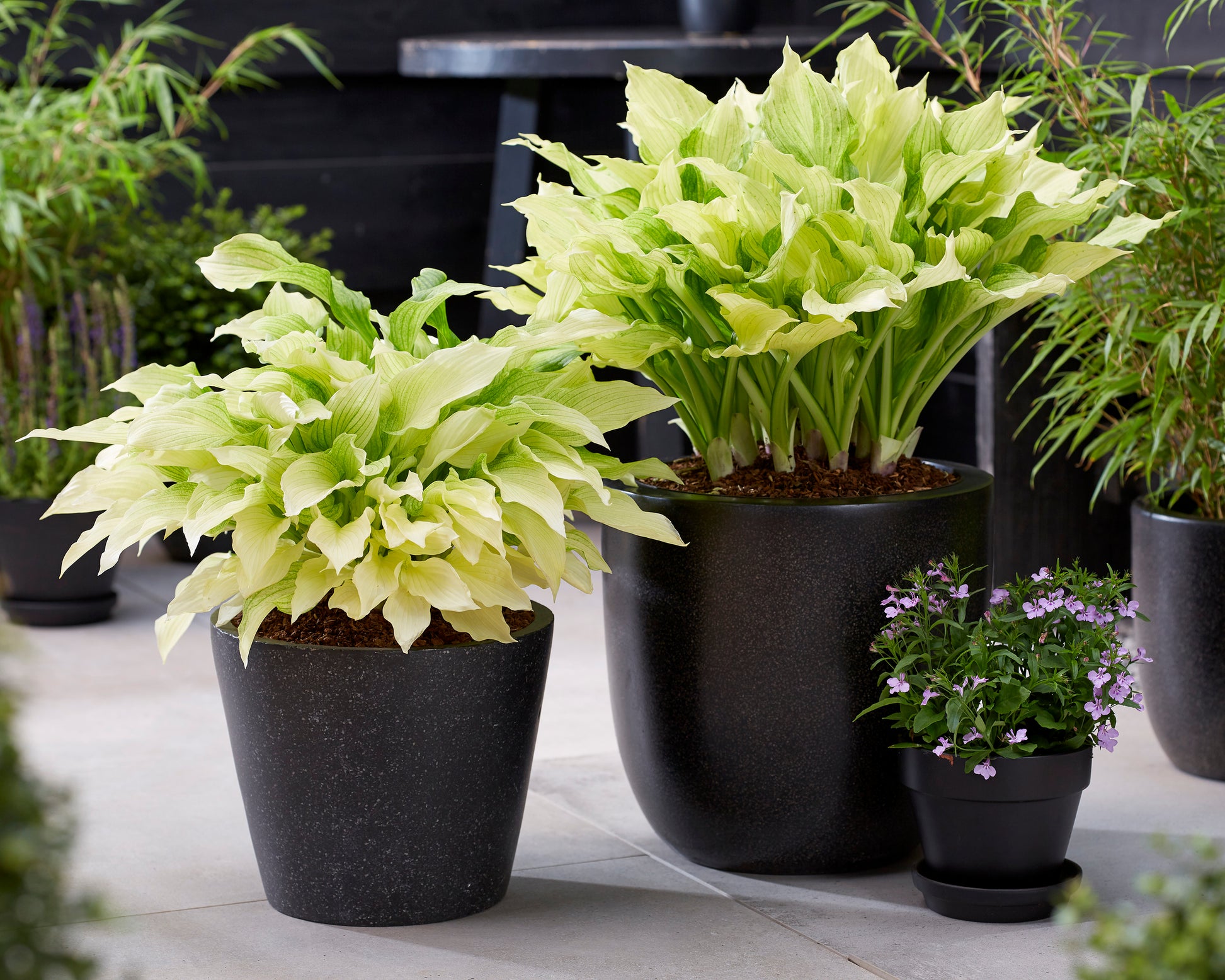 Hosta 'White Feather XXL' bare roots — Buy improved white plantain ...