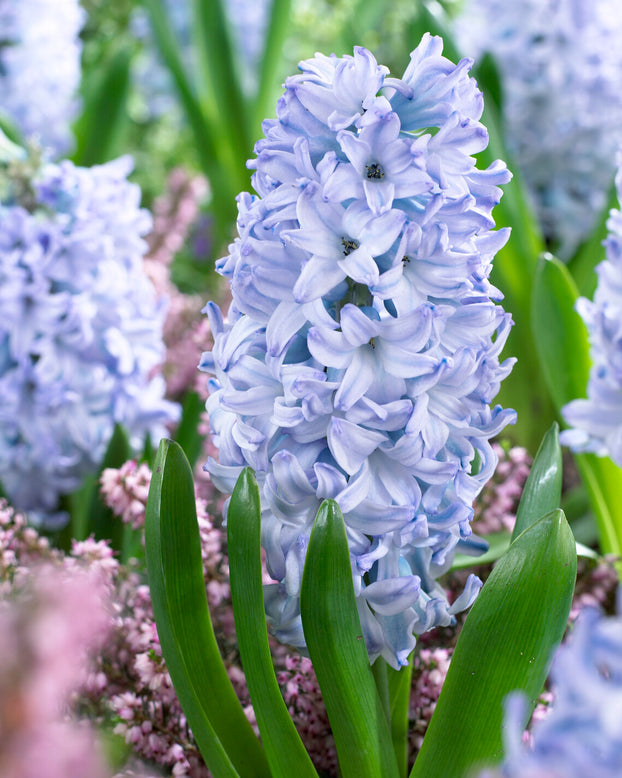 Hyacinth 'Blue Eyes'