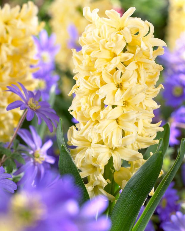 Hyacinth 'City of Haarlem'