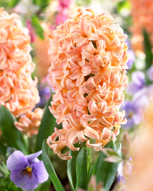 Hyacinth 'Gipsy Queen'