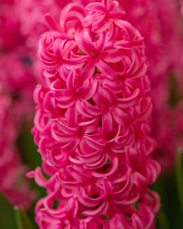 Hyacinth 'Johanna'