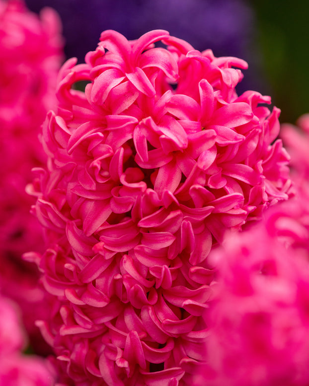 Hyacinth 'Johanna'