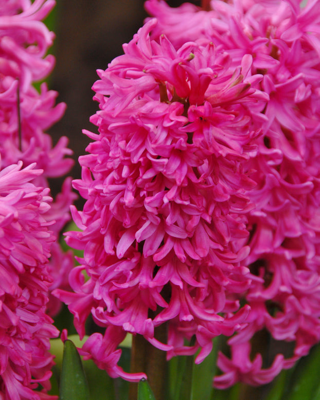 Hyacinth 'Johanna'