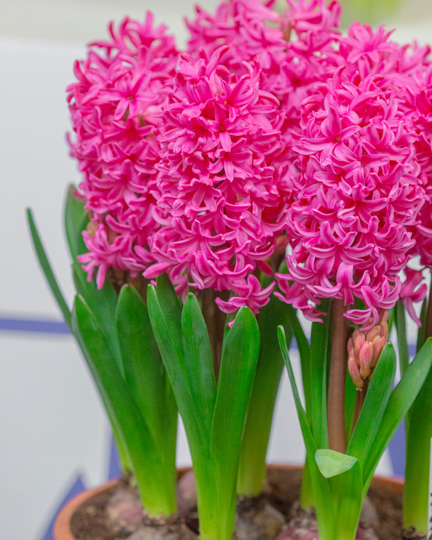 Hyacinth 'Johanna'