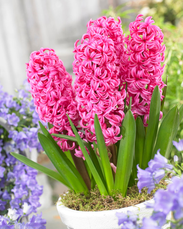 Hyacinth 'Johanna'