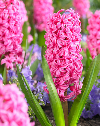 Hyacinth 'Johanna'