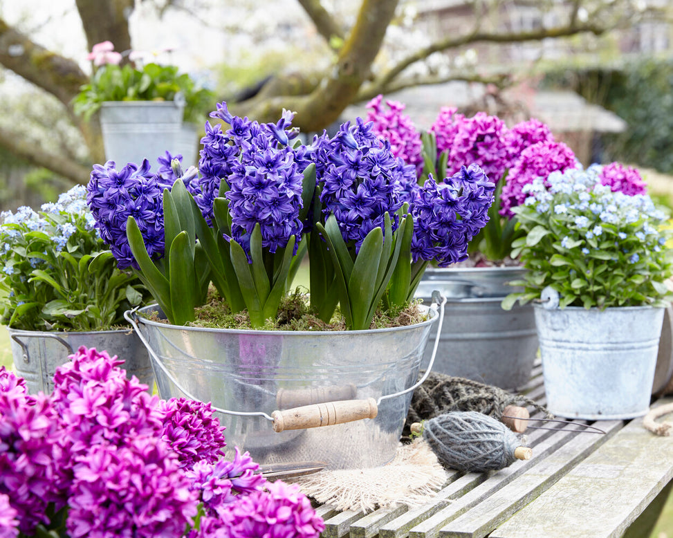 Hyacinth 'Manhattan'