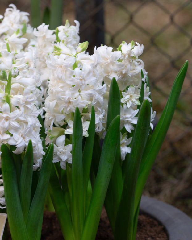 Hyacinth 'Snow Crystal'