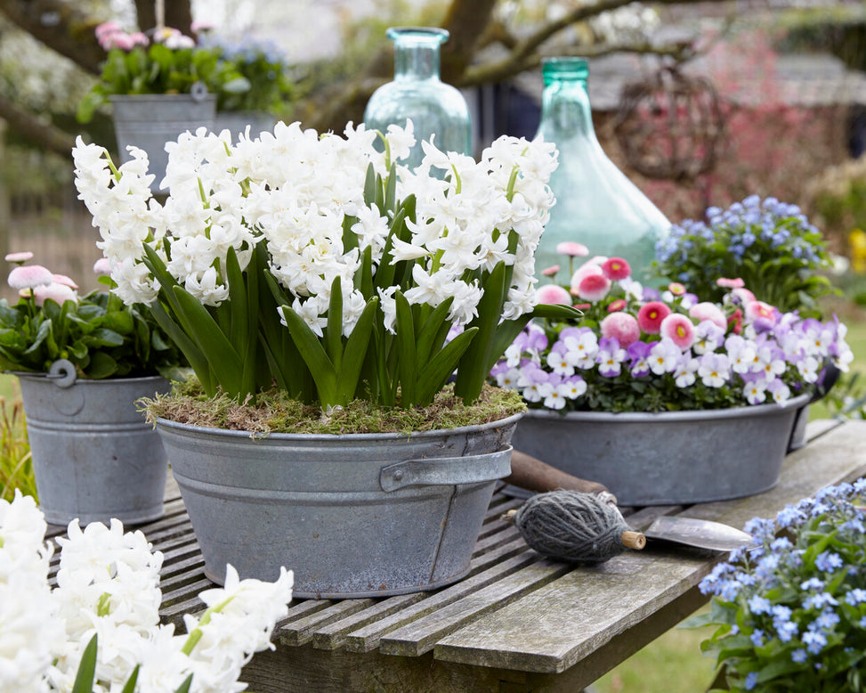 Hyacinth 'Snow Crystal'