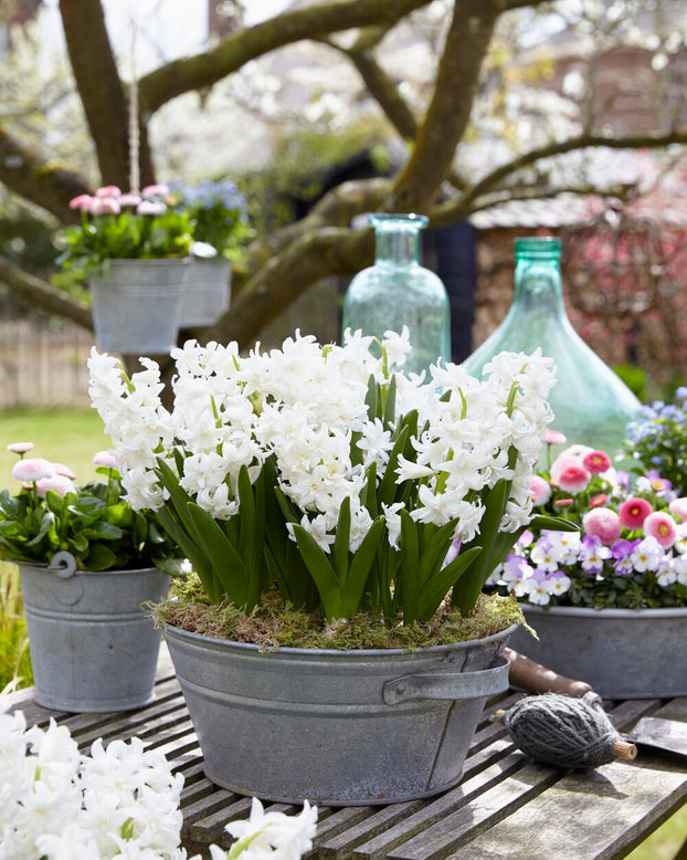 Hyacinth 'Snow Crystal'