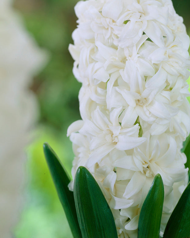 Hyacinth 'Snow Crystal'