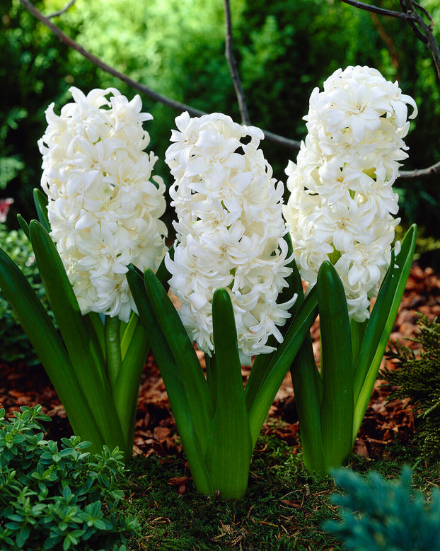 Hyacinth 'Snow Crystal'