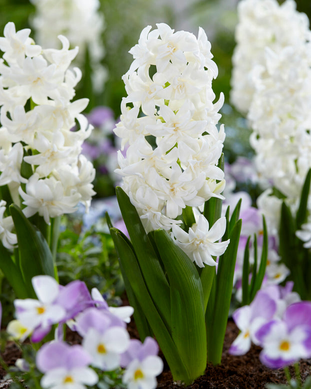 Hyacinth 'Snow Crystal'