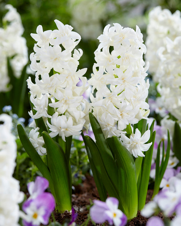 Hyacinth 'Snow Crystal'