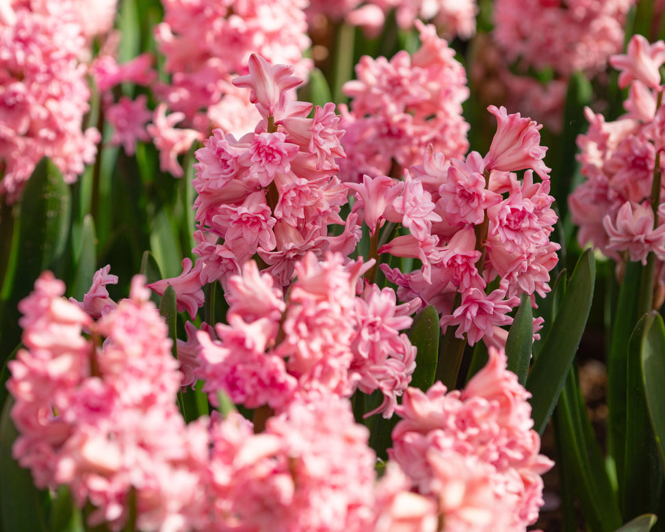 Hyacinth 'Spring Beauty'