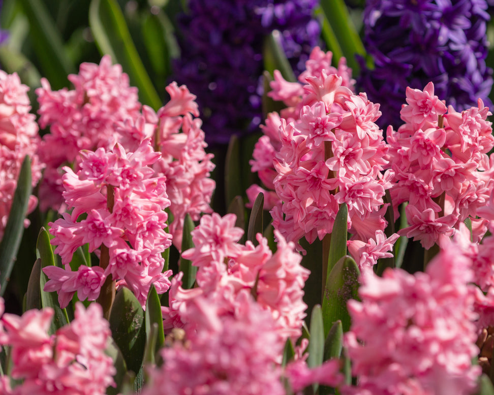 Hyacinth 'Spring Beauty'