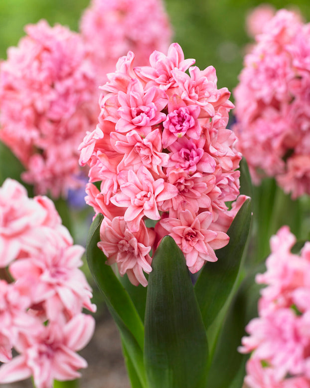 Hyacinth 'Spring Beauty'