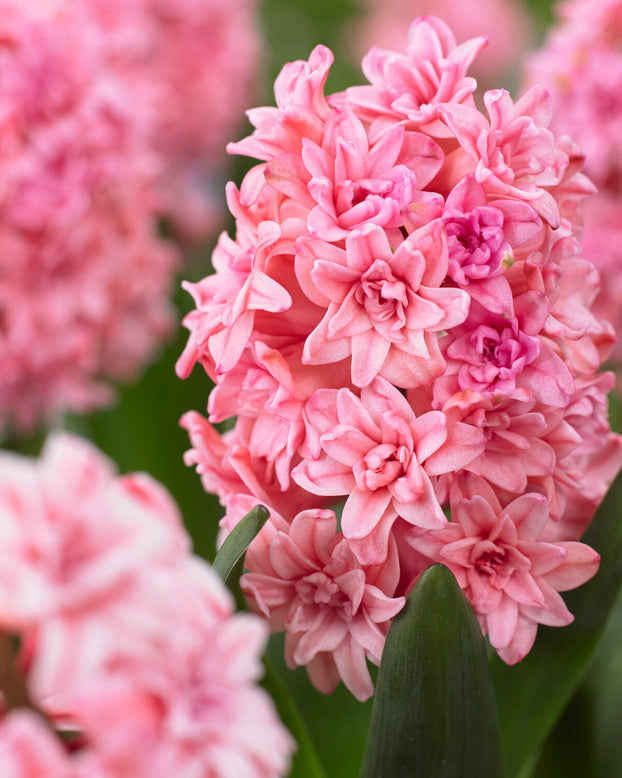 Hyacinth 'Spring Beauty'