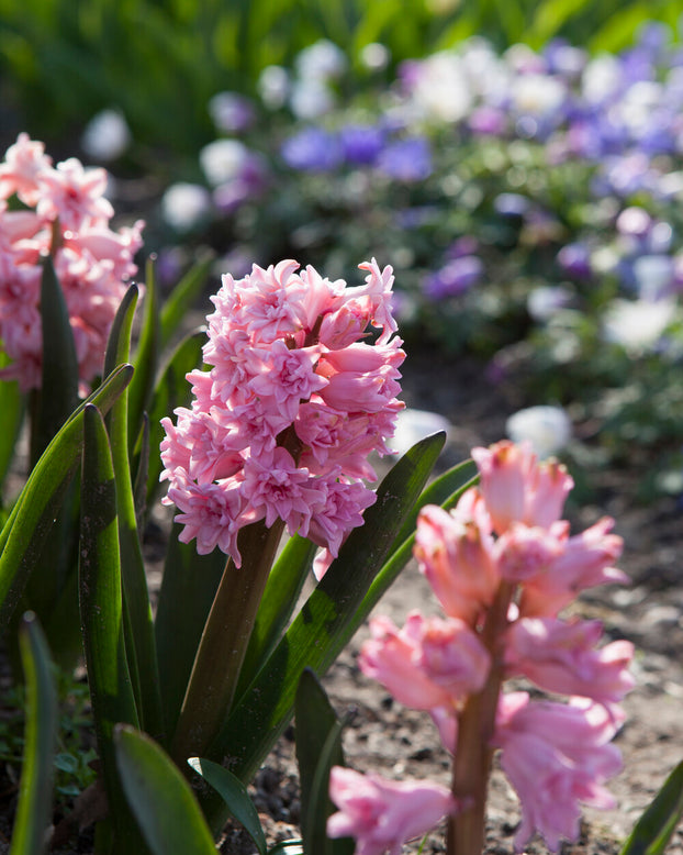 Hyacinth 'Spring Beauty'