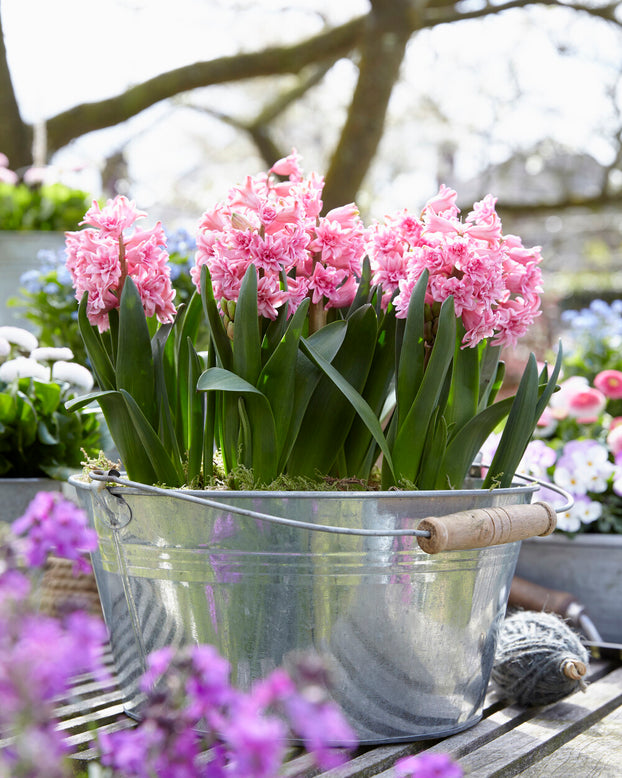 Hyacinth 'Spring Beauty'