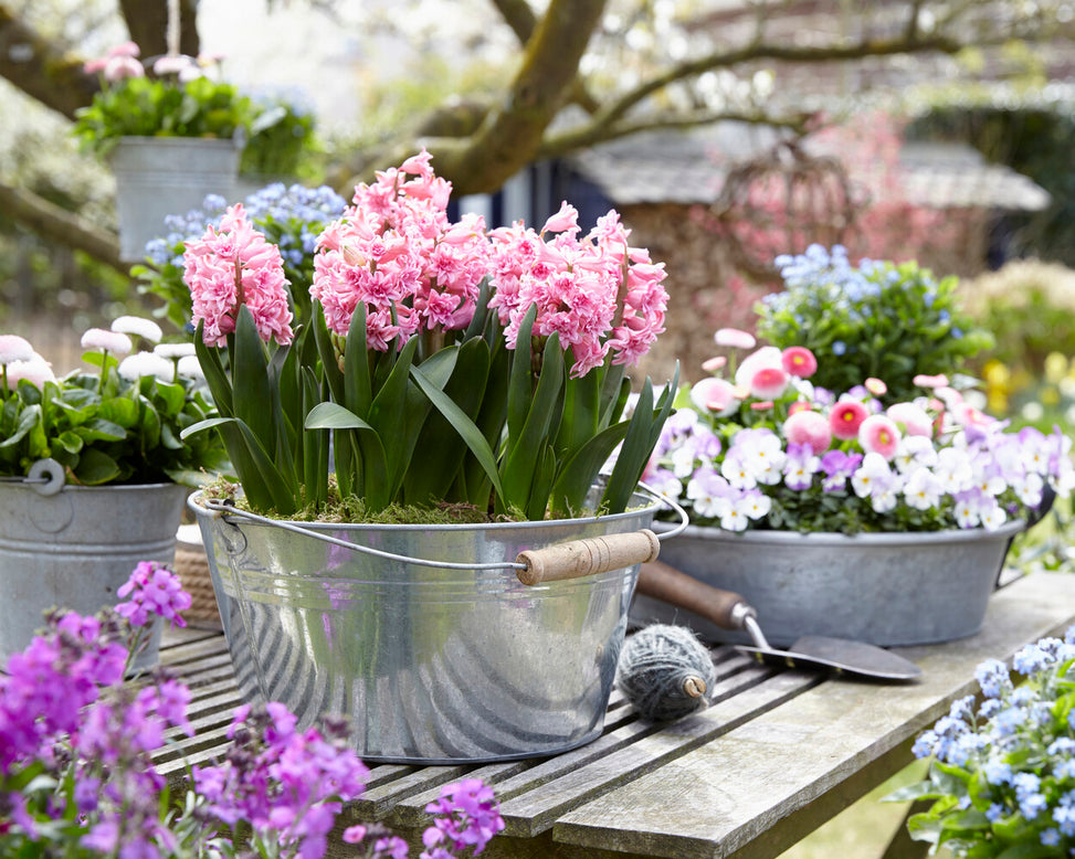 Hyacinth 'Spring Beauty'