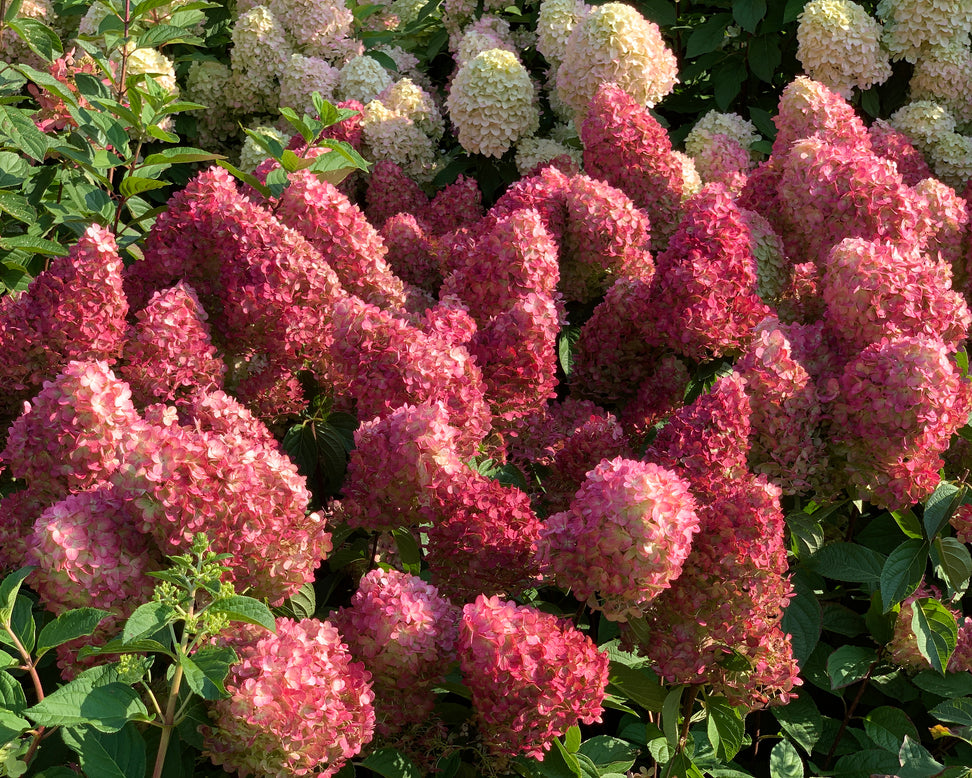 Hydrangea 'Bonfire'