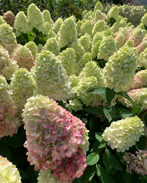 Hydrangea 'Bonfire'