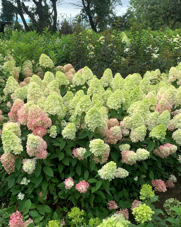 Hydrangea 'Bonfire'