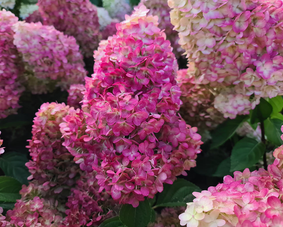 Hydrangea 'Bonfire'