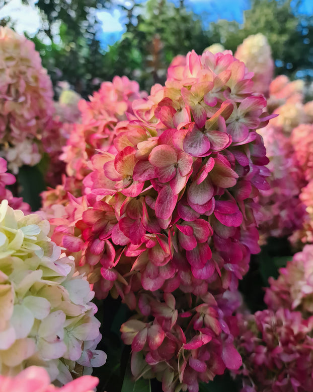 Hydrangea 'Bonfire'