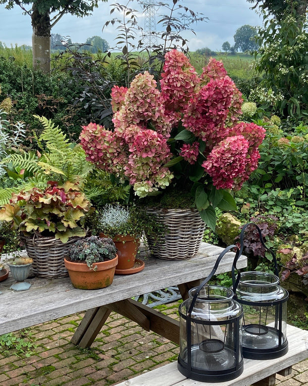 Hydrangea 'Bonfire'