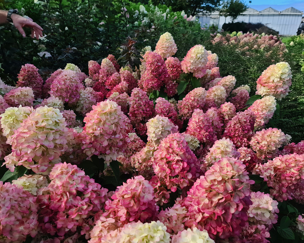 Hydrangea 'Bonfire'