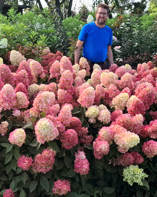 Hydrangea 'Bonfire'