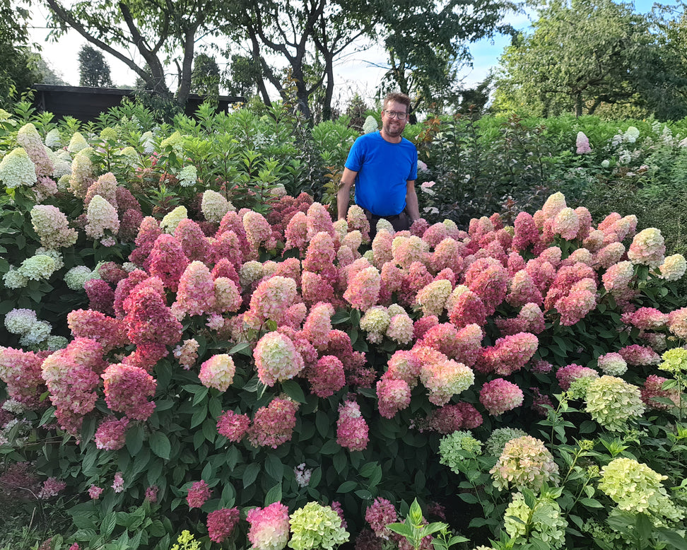 Hydrangea 'Bonfire'