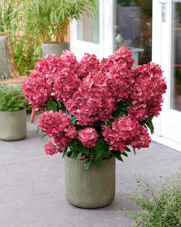 Hydrangea 'Bonfire'