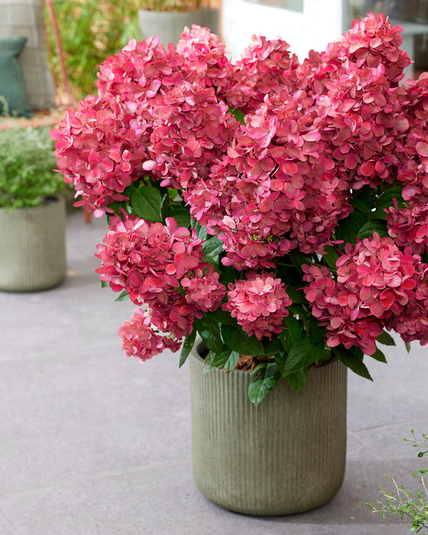 Hydrangea 'Bonfire'