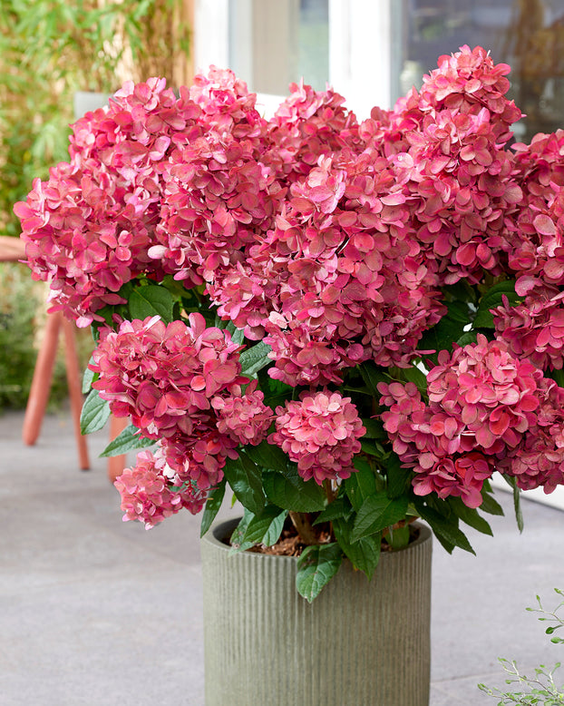 Hydrangea 'Bonfire'