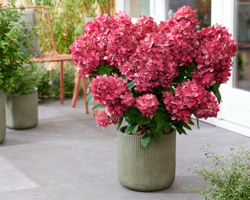 Hydrangea 'Bonfire'